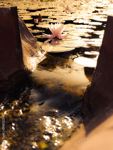 A view from the water spill of pond and Water Lilies (Nymphaeaceae)