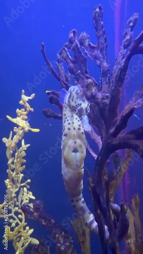 Seahorse clinging to coral branch in blue aquarium water. Delicate marine creature surrounded by underwater plants creates peaceful ocean habitat scene