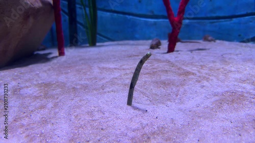 Garden eel peeks out from sandy seabed in underwater habitat. Curious marine creature emerges from the sand surrounded by colorful corals in a tropical aquatic environment