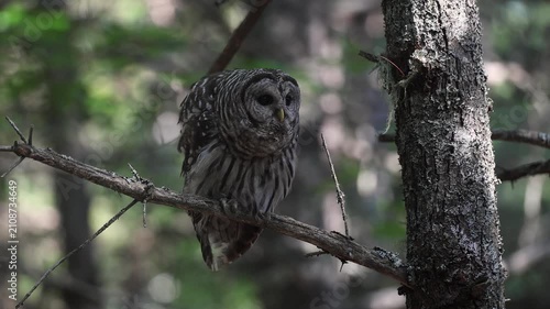 A barred owl hooting in a forest 
