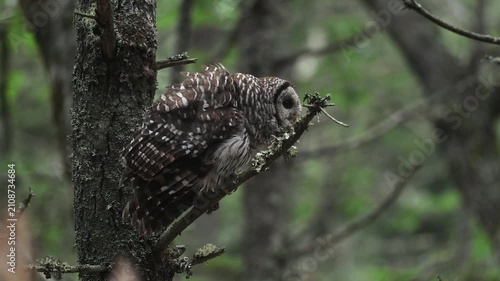 A barred owl hooting in a forest 