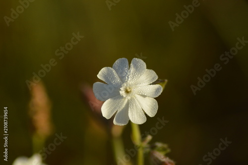 White wildflower in warm evening light