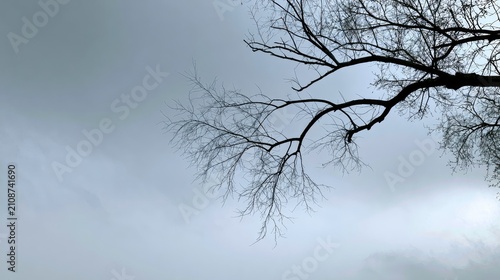 Bare tree branches silhouette against a vast, overcast sky