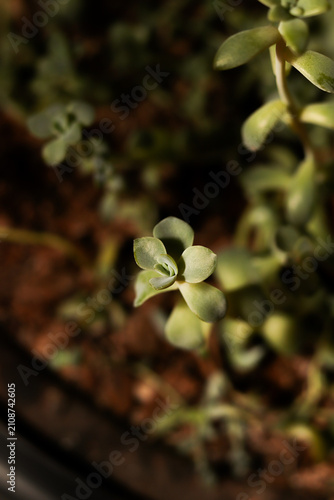 verde, plantas