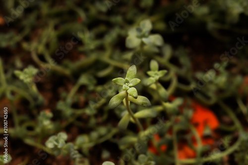verde, plantas