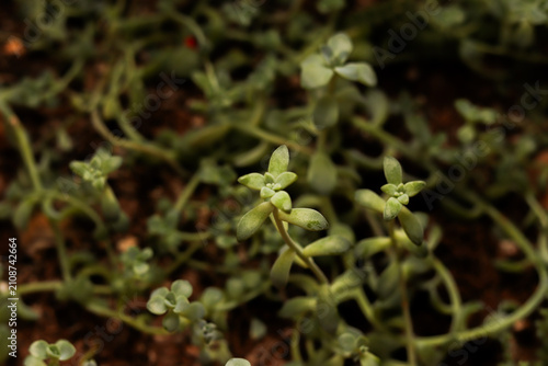 verde, plantas