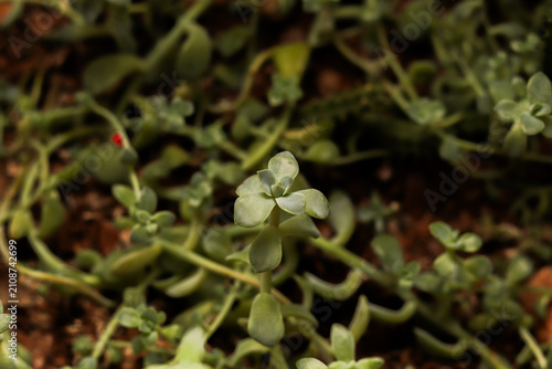 verde, plantas