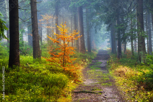 Foto an atmospheric, misty forest scene in Rýchorský prales (Rýchory Primeval Forest) in the Krkonoše (Giant Mountains), Czech Republic