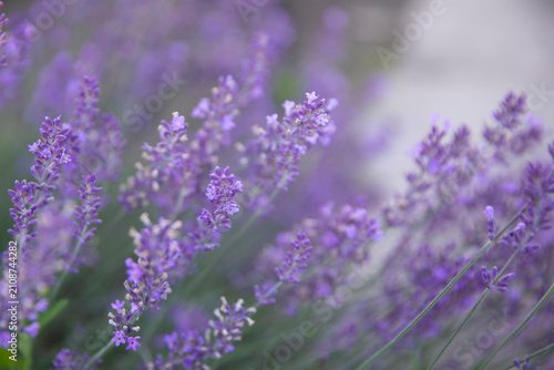 Fotografie Blooming lavender branches covered with fragrant purple flowers in a summer garden