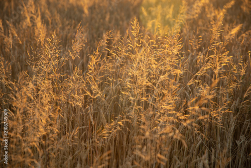 The background of cereal stems in the golden hour, the stems of common windgrass in the rays of the setting sun at golden hour. COMMON WINDGRASS Apera spica-venti (L.) Beauv. FAMILY: POACEAE (GRASSES)