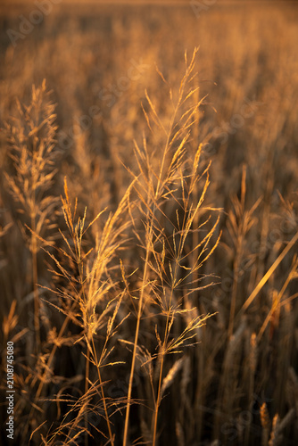 The background of cereal stems in the golden hour, the stems of common windgrass in the rays of the setting sun at golden hour. COMMON WINDGRASS Apera spica-venti (L.) Beauv. FAMILY: POACEAE (GRASSES)