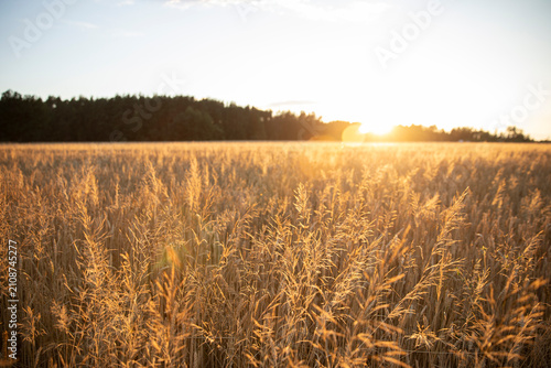 The background of cereal stems in the golden hour, the stems of common windgrass in the rays of the setting sun at golden hour. COMMON WINDGRASS Apera spica-venti (L.) Beauv. FAMILY: POACEAE (GRASSES)