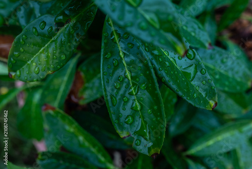 Fotografie A close-up shot of vibrant green oblong leaves covered in fresh raindrops, showc
