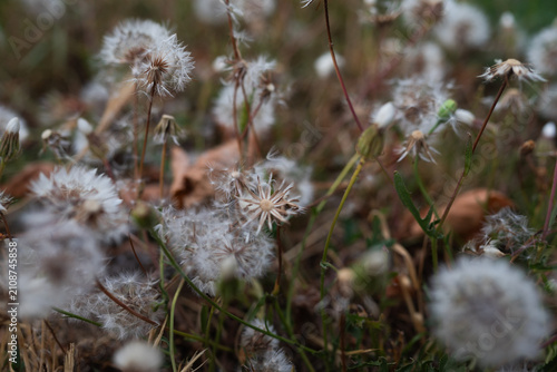  A close-up shot of numerous soft, white dandelion seed heads and closed buds growing thickly in a meadow, with a shallow depth of field