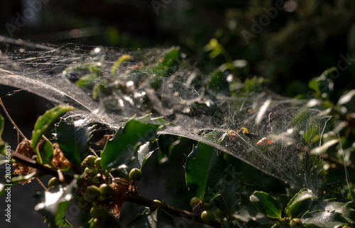 Konstfotografi A close-up shot of a dense, silken web spun by caterpillars or spiders, blanketi