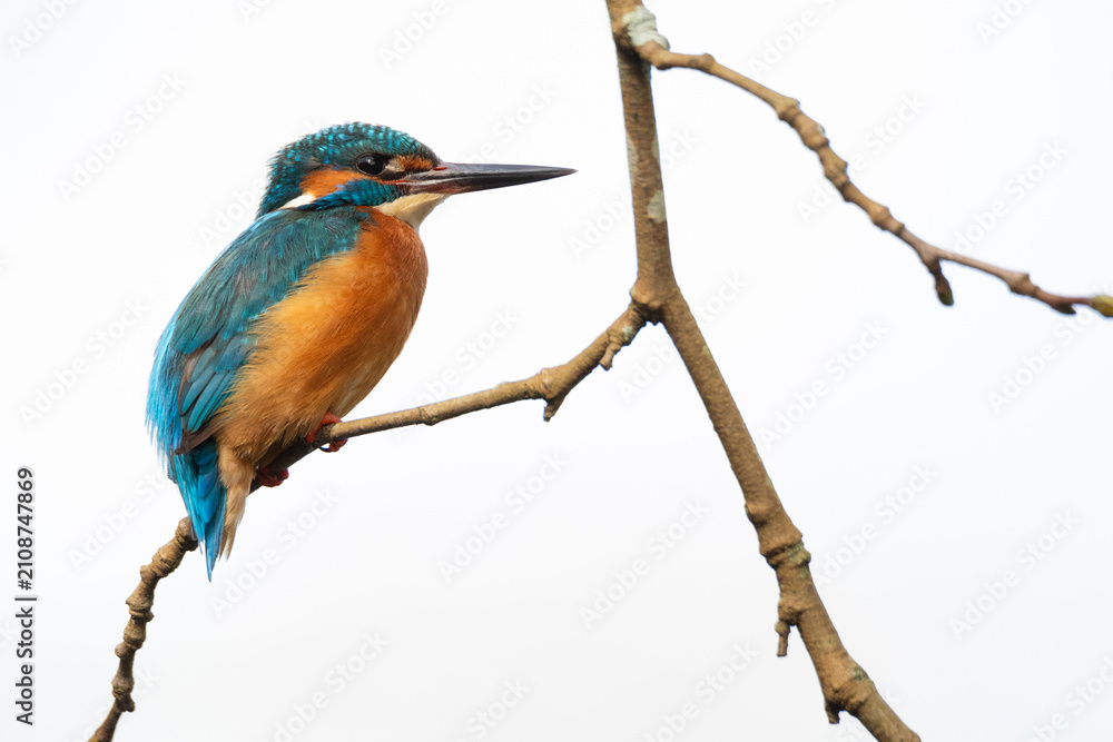 Obraz premium Common kingfisher (Alcedo atthis) perched on a branch against a clean white background, showcasing vibrant blue, teal, and orange feathers in a detailed wildlife profile.