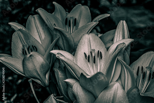 Konstfotografi Black and white macro close-up of lily flowers in full bloom with detailed stamens