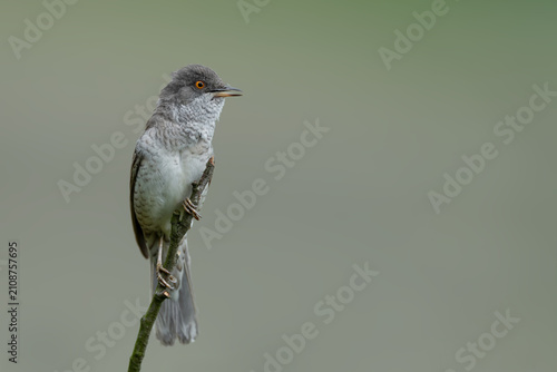 Bild auf Leinwand Lesser Whitethroat perched on thin branch with copy space