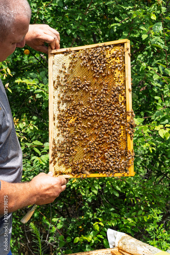 Close-up: a beekeeper removes a honeycomb frame teeming with bees from the hive and inspects it. Organic honey production, traditional farming, and sustainable agriculture.