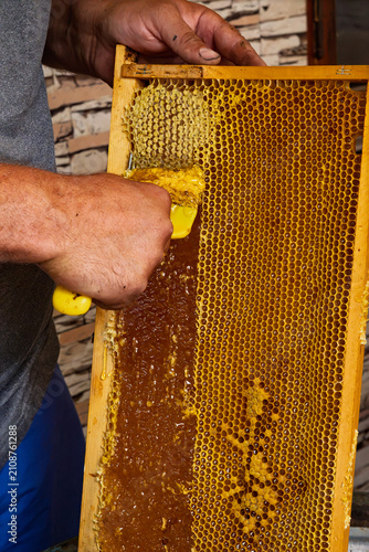 Beekeeper uncapping honeycomb frame with a special yellow fork tool before extracting honey.	
