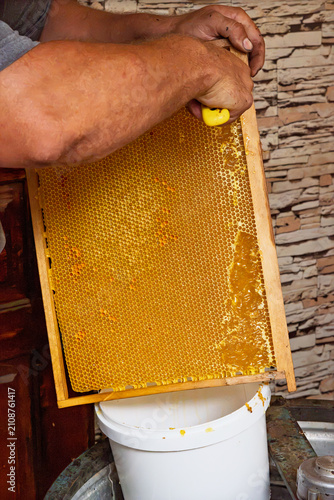 Beekeeper uncapping honeycomb frame with a special yellow fork tool before extracting honey.	
