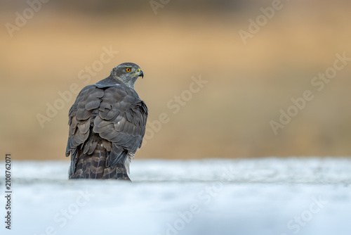 Konstfotografi Northern Goshawk looking back while standing in snowy field
