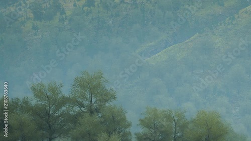 Fog surrounds green trees in a dense forest during the early morning. The light mist gives a soft look to the landscape. The scene shows nature waking up with a calm atmosphere.