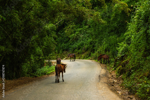 Horses Walking on Forested Mountain Road Near Sapa