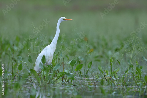 Canvastavla Czapla biała (Ardea alba), great egret