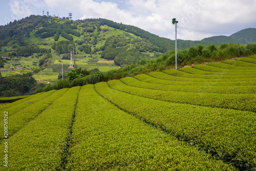 静岡の茶畑