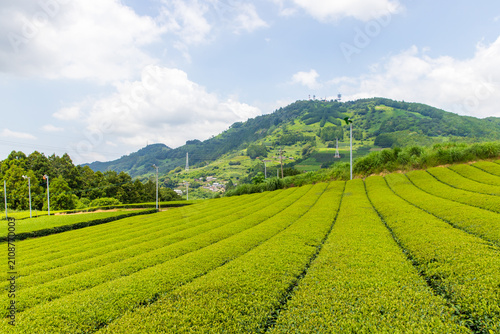 静岡のお茶畑