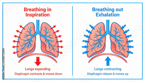 Human respiratory system diagram showing breathing in inspiration and breathing out exhalation, lungs expanding and contracting medical illustration