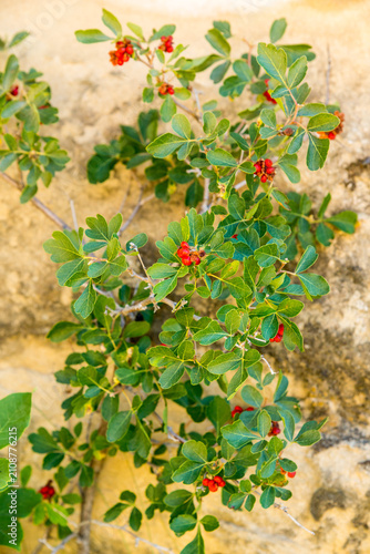 Canada, Alberta, Milk River.  Close up of native plant, three-leaf Sumac (rhus trilobata) in Writing on Stone Provincial Park.