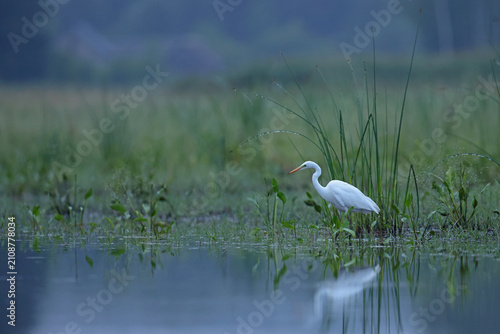 Photos Czapla biała (Ardea alba), great egret