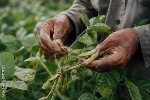 Close-up of Farmer's Hands Examining Soybean Crop: A farmer's weathered hands carefully inspect a soybean plant, its pods visible amidst lush green leaves in a sun-drenched field.
