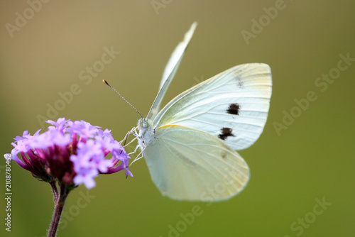 Fotografie 花の蜜を吸うモンシロチョウ