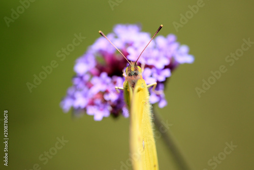 Bild auf Leinwand 花の蜜を吸うモンシロチョウ