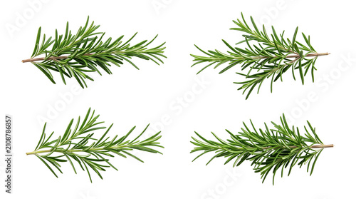 Fresh rosemary sprig elements for cooking, herbal products, wellness branding and food styling. Isolated on White background.