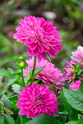 Dahlie (Dahlia)