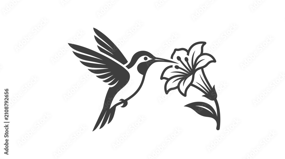 Fototapeta premium Hummingbird Feeding from Flower.