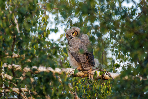 Canvas Print Great horned owl bird