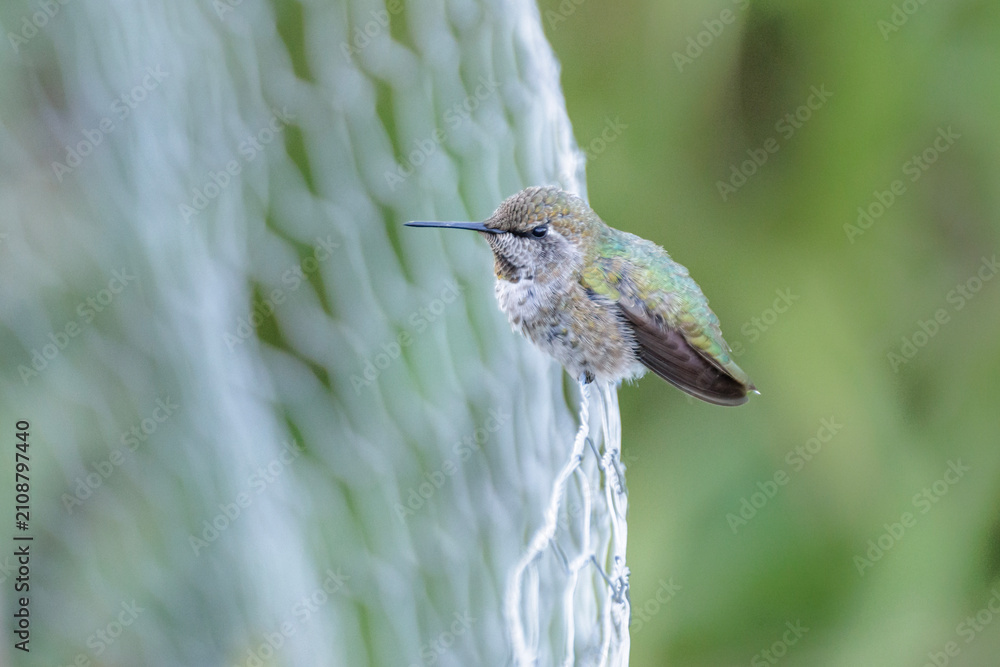Obraz premium Anna's hummingbird bird