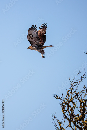 Photography Red tailed hawk bird