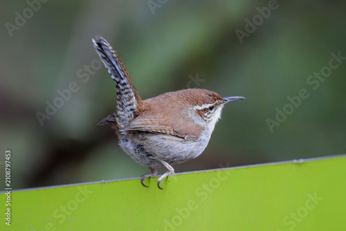 Konstfotografi Bewick's Wren bird