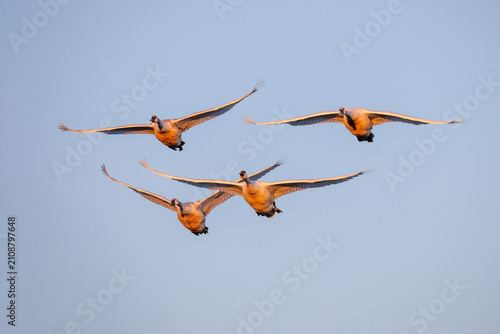 Konstfotografi Trumpeter swan bird