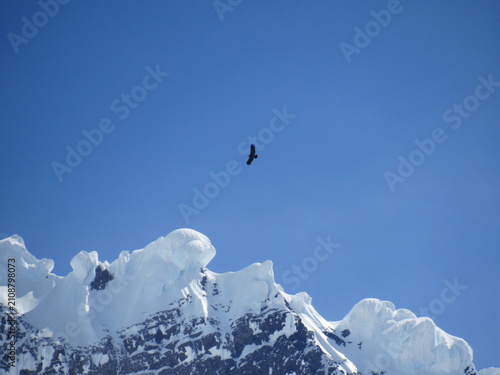 Fotografía Andean Condor flying in Torres del Paine, Patagonia, Chile