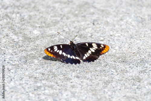 Canvas Print Lorquin's Admiral butterfly