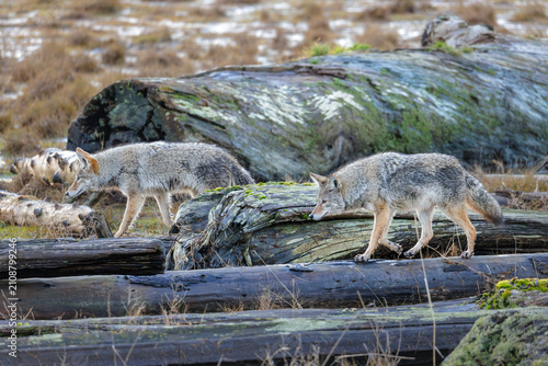 Obraz na płótnie coyote wolf