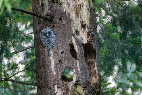 Fotografía barred owl owlet