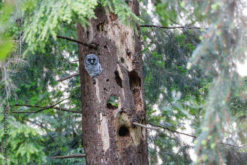 Obraz na płótnie barred owl owlet